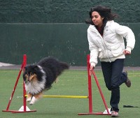 /album/fotogaleria/perro-entrenamiento-jpg/